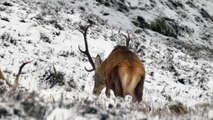 Red Deer Stags in the Snow