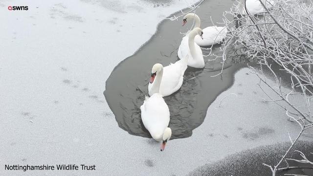 Swans use necks to break ice on lake at Notts nature reserve