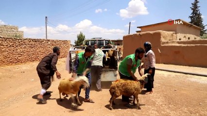 - Yetim ailelere canlı hayvan desteği