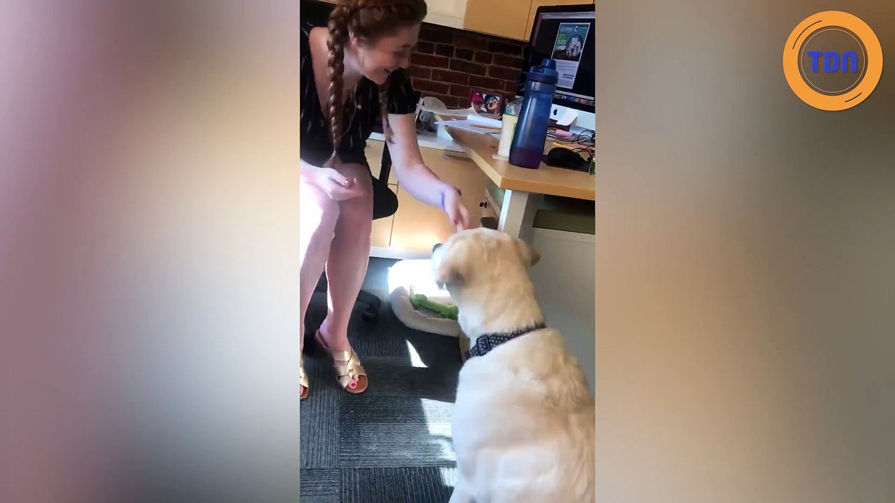 Magnifique complicité entre un chien et sa maîtresse,  tous les deux sourds !