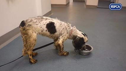 Charlie and Lola loving life with new families as former owner is given lifetime pet ban over 'shocking' conditions