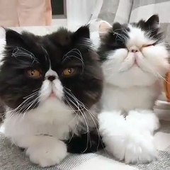 Ces gros chats essaient d'intimider leur maître. Adorable !