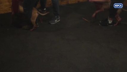 Gang convicted for cruelty to dogs