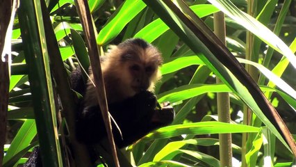 SELVA, la forêt sous les tropiques