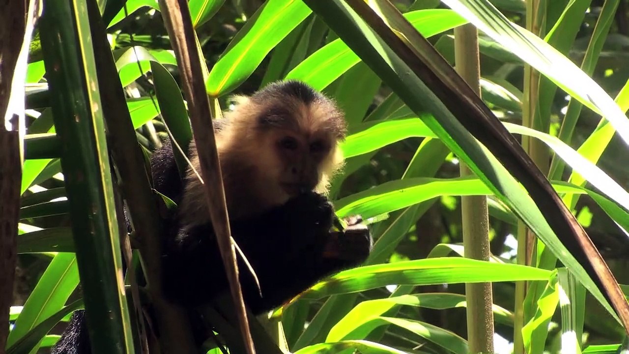 SELVA, la forêt sous les tropiques