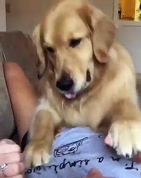 Ce golden fait des chatouilles à son maître. Adorable !