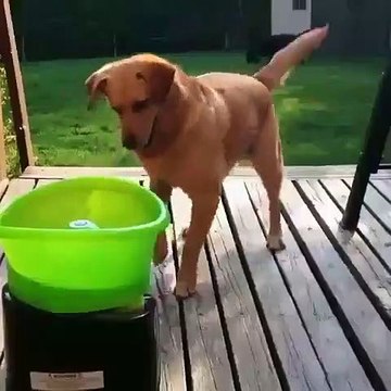 Cette chienne adore jouer toute seule avec une balle. Regardez !