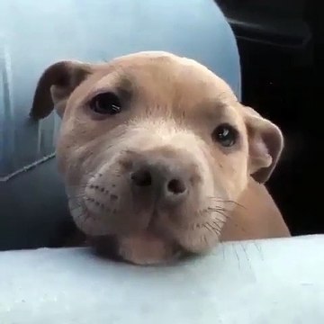 L'expression de ce chiot va vous faire craquer. Trop mignon !