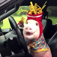 Ces cochons sont entrain de vivre leurs meilleurs vies. Admirez les !