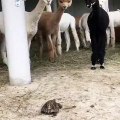 Regardez la réaction de ces lamas quand ils voient une tortue pour la première fois !