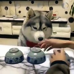 Cette chienne est plus intelligente que la plupart des êtres humains. Regardez !