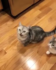 Épatant ! Cette chatte adore se mettre debout. Regardez !