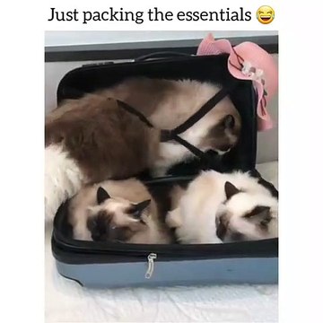 Quand on ne voyage jamais sans ses chats, voici ce que ça donne !