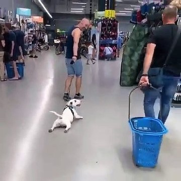 Quand ton chien est trop paresseux, voici ce qui arrive. Trop drôle !