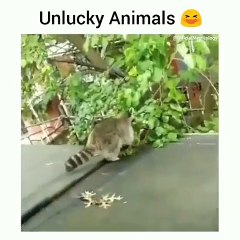 Compilation des animaux les plus malchanceux sur terre. A mourir de rire !