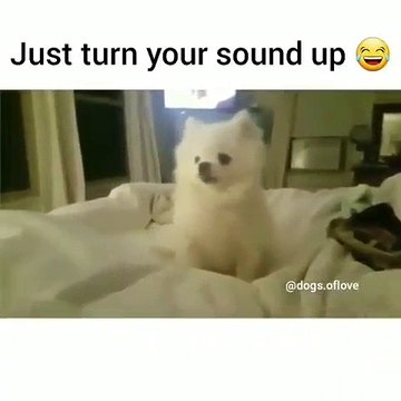 Ecoutez les cris de ce drôle de petit chiot. Trop marrant !