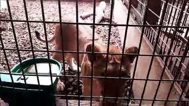 Saint-Martin-la-Plaine: les lionceaux sauvés d'un trafic vont partir en Afrique du Sud