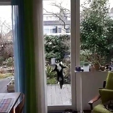 Ce que va faire ce chat va vous faire pleurer de rire. Regardez !