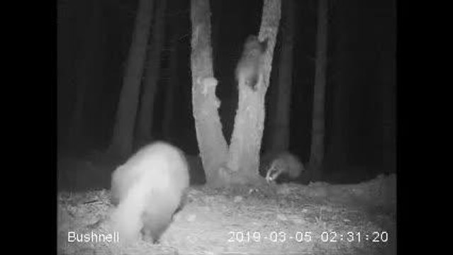Badger climbing a tree