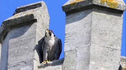 Chichester Peregrines. All pictures by David Shaw