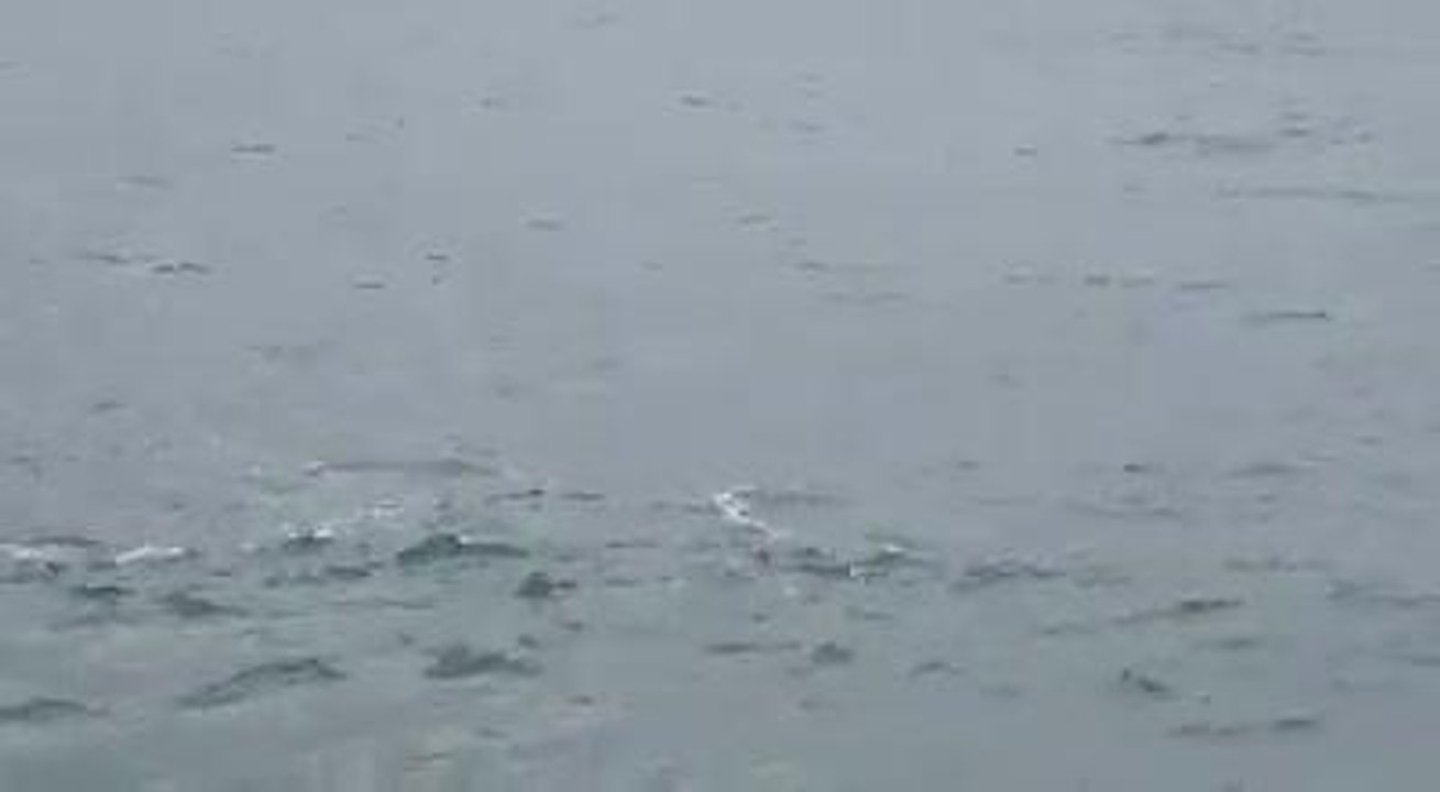 The pod of dolphins around Newhaven Port