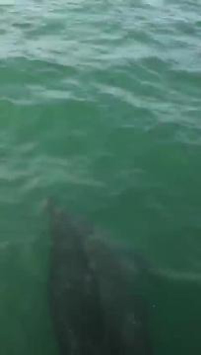Selsey dolphins
