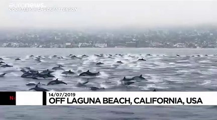 Delfine im Wettrennen mit Hobby-Boot