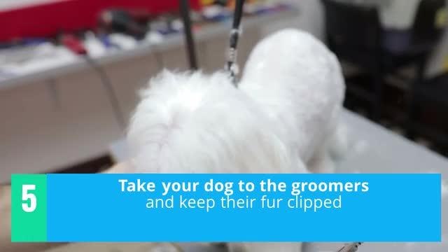 Top tips for dog owners in hot weather