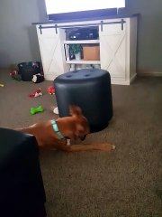 Dog Uses Ottoman as Giant Spinning Top