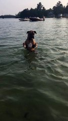 Doggo Stands up While Searching for Toy