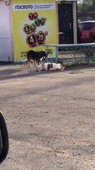 Pooches Pals Make for a Prison Break