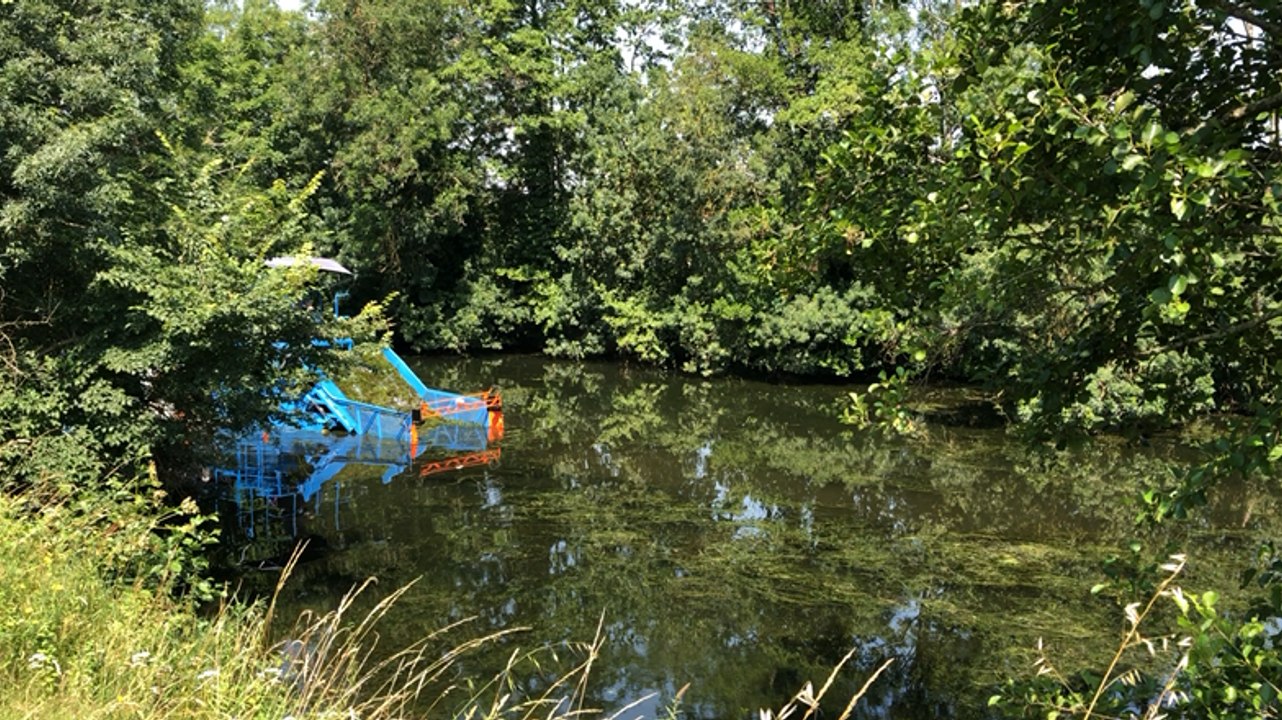 Campagne de lutte contre les plantes invasives, sur la Vendée