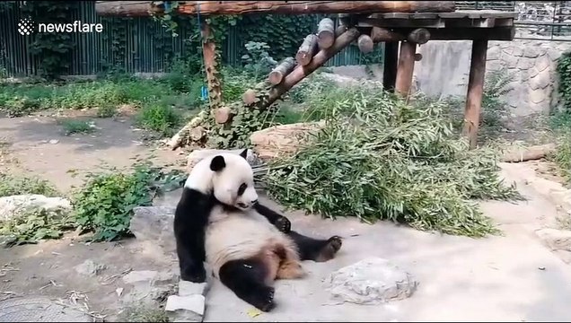 Visitors 'throw stones' at giant panda in Beijing Zoo