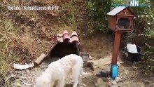 Cão recusa-se a sair do sítio onde o dono morreu... há 18 meses!