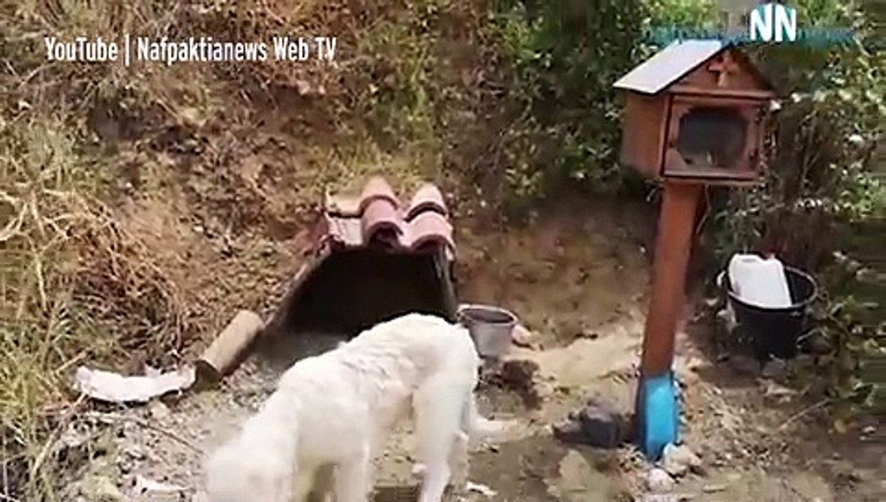 Cão recusa-se a sair do sítio onde o dono morreu... há 18 meses!