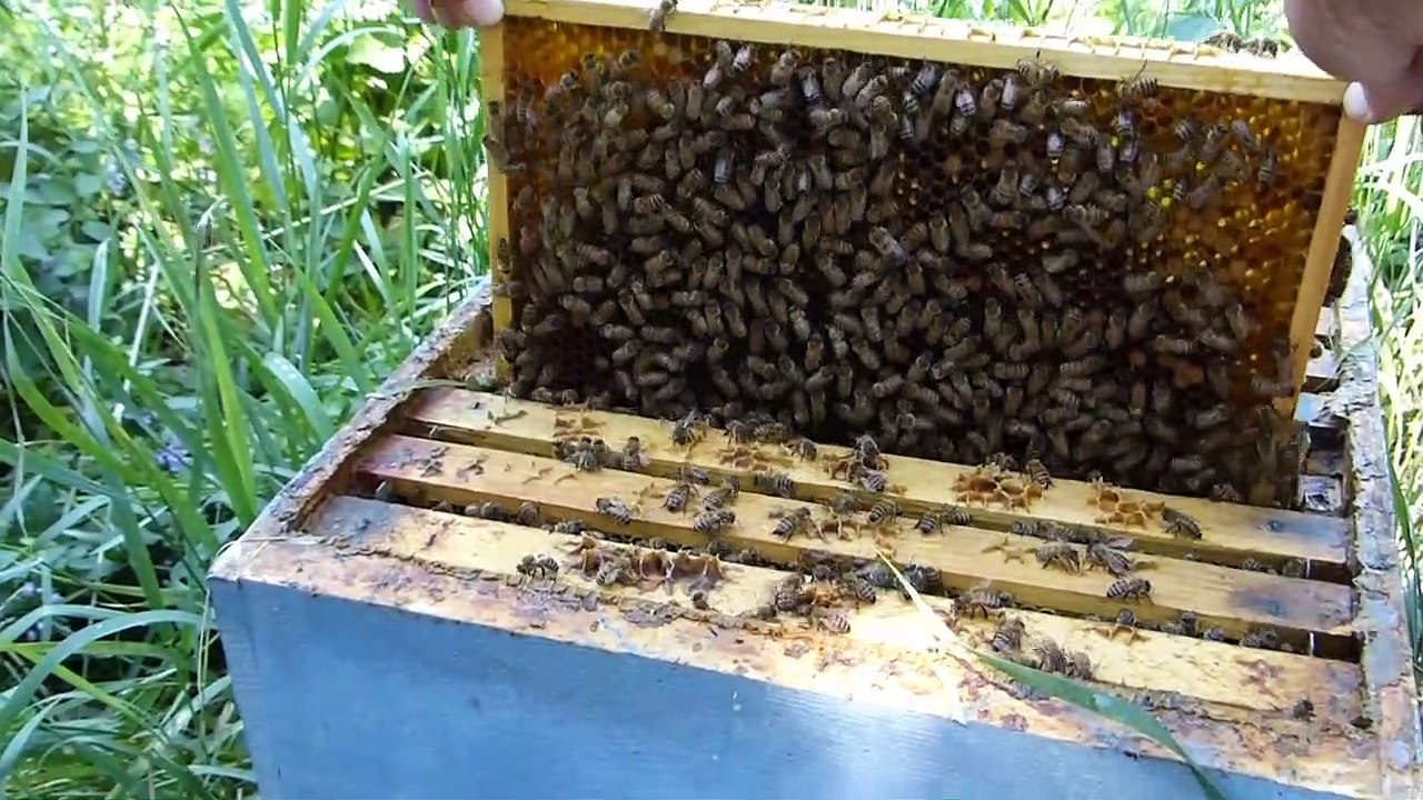 Apprendre en dégusant avec l'abeille du Vercors