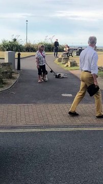 Fainéant, ce chien se laisse traîner par la laisse pour partir du parc !