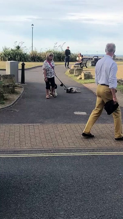 Fainéant, ce chien se laisse traîner par la laisse pour partir du parc !