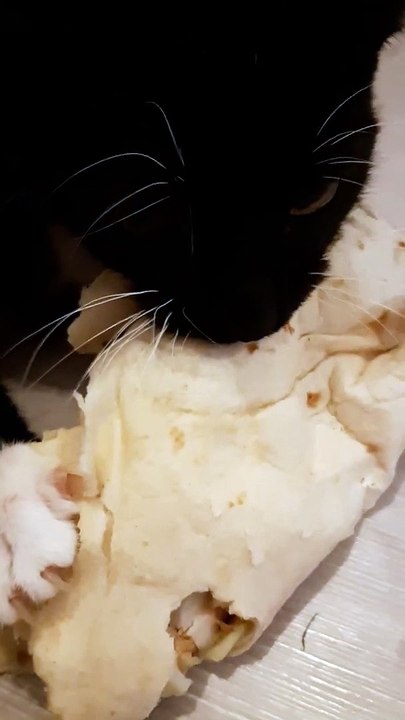 "Je lâche pas le fromage !" dit ce chaton...