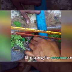 Cobra Rescued from Pipe