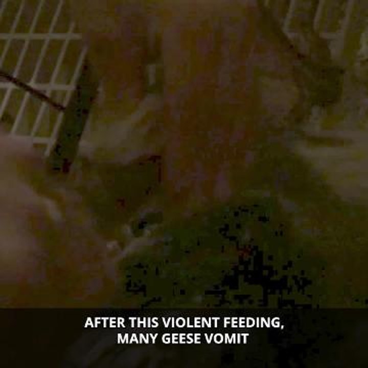 Foie Gras expose