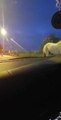 Horses being rounded up on Gelderd Road last night.