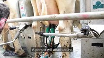 Rotary milking parlour