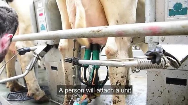 Rotary milking parlour