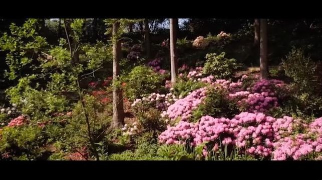 Himalayan Garden and Sculpture Park in full bloom in Yorkshire Dales