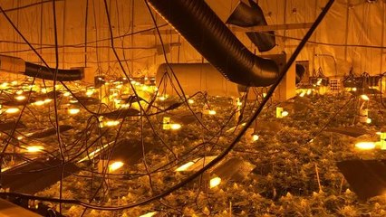 Cannabis find
