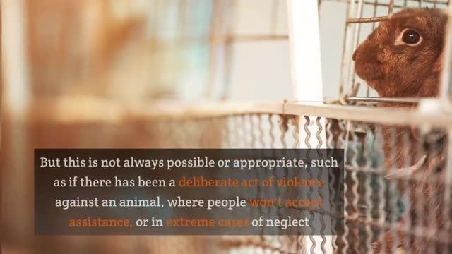 Mutant 'porn star' fleas with huge penises set to invade Sheffield homes