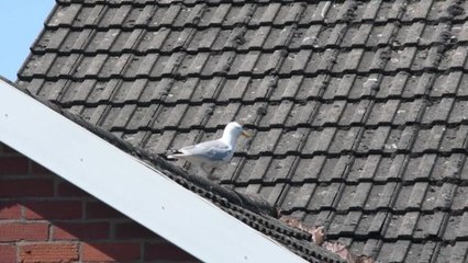 Seagull attack Knott End