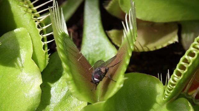 This is the moment an unsuspecting fly is trapped by a Venus Fly Trap.