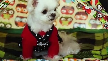 정읍출장안마 -후불100%ョØ1ØS2671S8135｛카톡LA369｝ 정읍전지역출장안마 정읍오피걸 정읍출장마사지 정읍안마 정읍출장마사지 정읍콜걸샵ЕЁЖ